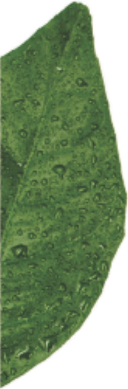 Voc&ecirc; sabe o que &eacute; envase ass&eacute;ptico?